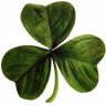 200px_Irish_clover.jpg