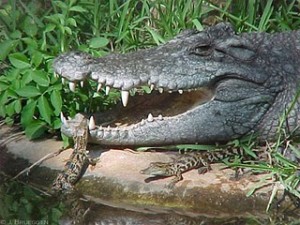 female+crocodile Femail Crocodile